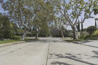 California Suburban Landscape: A Road Lined with Trees