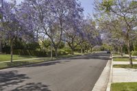 California Suburban Neighborhood: Exploring Botany