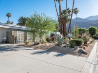 a white and brown house in a desert landscaped area next to two palm trees