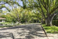 a street lined with trees and bushes in the city of palm springs, florida usa