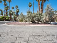 California Suburban Residential Area: Palm Trees and Modern Architecture