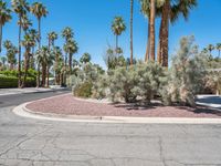 California Suburban Residential Area: Palm Trees and Modern Architecture