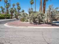 California Suburban Residential Area: Palm Trees and Modern Architecture