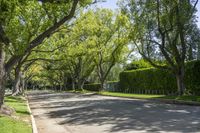 California Suburban Road with Greenery and Trees