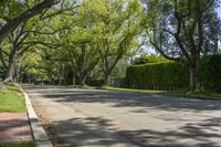 California Suburban Road with Greenery Trees