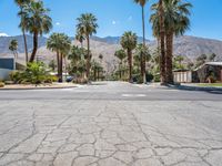 California's Suburban Road: Lined with Palm Trees