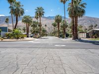 California's Suburban Road: Lined with Palm Trees