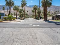 California's Suburban Road: Lined with Palm Trees