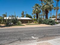 California Suburban Roads with Palm Trees