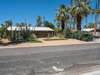 California Suburban Roads with Palm Trees