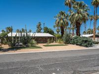 California Suburban Roads with Palm Trees 003