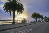 California Sunrise on Suburban Road with Palm Trees