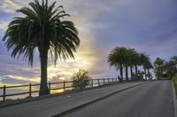 California Sunrise on Suburban Road with Palm Trees