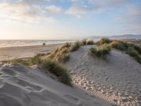 sand dunes with grass on an empty beach near the ocean in california, usa, during sunset