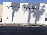 shadow of two palm trees against a white wall that reads septaviy sot aquagusy