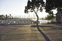 a lone tree sits next to an empty lot with a view of a marina and boats in the water