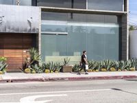 man walking by business on side of street with many cactus bushes in front of him