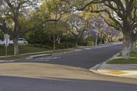 California, USA: Asphalt Road Lined with Trees