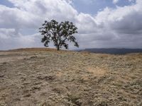 California, USA: Desert Landscape with Scattered Grass