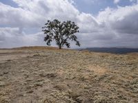 California, USA: Desert Landscape with Scattered Grass