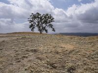 California, USA: Desert Landscape with Scattered Grass