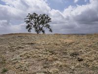 California, USA: Desert Landscape with Scattered Grass