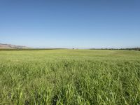 a field in a big wide open area under a blue sky, with mountains behind