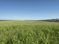 a field in a big wide open area under a blue sky, with mountains behind