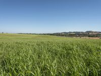 a field in a big wide open area under a blue sky, with mountains behind