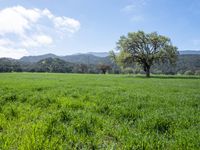 a grassy field with a large tree on it's side, with a mountain in the background