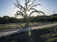 California USA Landscape with Sunlight and Trees