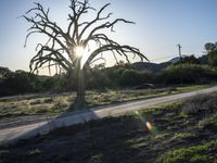 California USA Landscape Sunlight Trees 002