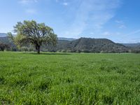 an apple tree in the middle of a large green field, near mountains in the distance