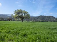 an apple tree in the middle of a large green field, near mountains in the distance