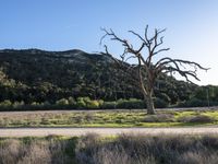 California USA Open Grass Savanna