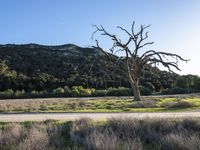 California USA Open Grass Savanna