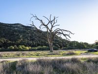 California USA Open Grass Savanna