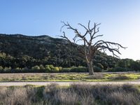 California USA Open Grass Savanna