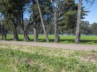 California USA Road Landscape Forest 001