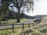 California, USA Road: Nature's Lush Landscape