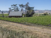 Rural Landscape in California, USA