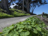 Scenic Coastal Road in California, USA