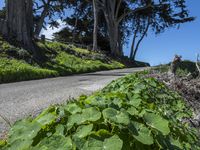 Scenic Coastal Road in California, USA