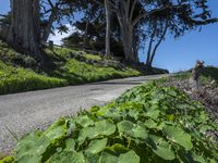 Scenic Coastal Road in California, USA