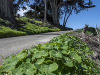 Scenic Coastal Road in California, USA