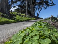 Scenic Coastal Road in California, USA