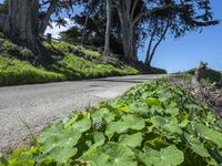 Scenic Coastal Road in California, USA