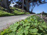 Scenic Coastal Road in California, USA