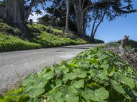 Scenic Coastal Road in California, USA