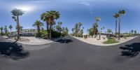 the camera pans up to reveal trees and palm trees on the sidewalk in the foreground